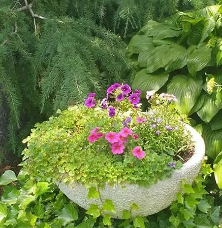 Vera *